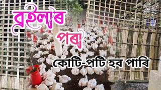 Mur broiler 🐔🐔farm khon saw ahok😉👍