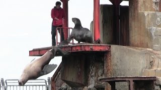 【おたる水族館】 トドのダイビングショー