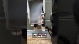 Tackling the doggy door for first time 😂 #shorts #dog #puppy #funnydogs #lol #cutedog