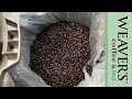 weaver s coffee roasting meditation shortsvideo meditation coffeeroaster coffee coffeelover