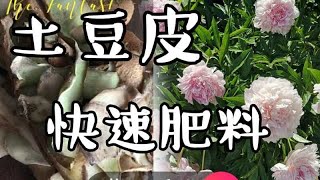 土豆皮别扔-做快速肥料效果好-适合所有植物