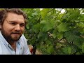 vineyard tour at wiston estate with james mclean vineyard manager