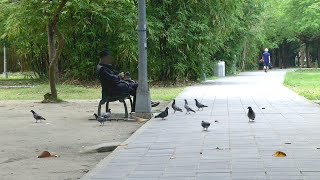 民眾常餵食野生動物 北市6∕1起開罰1200 6000元｜20210506 公視晚間新聞