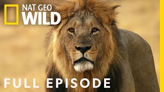 Lion Uprising: First Blood in the Fight for Territory (Full Episode) | Savage Kingdom