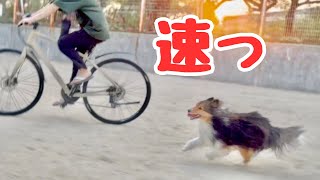 犬の足の速さがわかる動画【愛犬シェルティの日常】