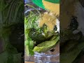 Creamy poblano mac and cheese #food #tiktok #howto