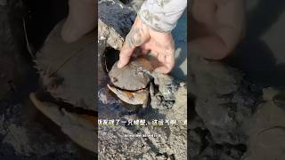 螃蟹明顯不願意跟我回家The crab doesn't want to go home with me. #fishing #抓海鲜 #beach #趕海 #outdoors #抓海鮮 #fish