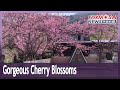 Cherry blossoms in Hsinchu’s Bawu Mountain turn campsite into pink wonderland｜Taiwan News