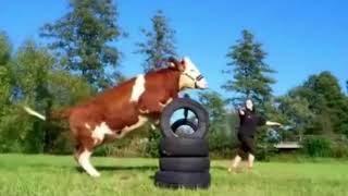 Cow Intelligence \u0026 ability. Smart cattle 2017 cows are awesome