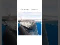 whale having food shorts youtubeshorts koppara fifa trending technology youtube argentina