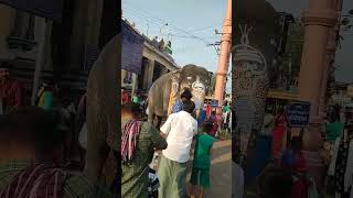 💥Elephant at Palani Murugan temple 🐘 #palani #murugantemple #muruga #palanimurugantemple #shorts