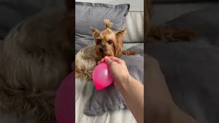 THE DOG FART BALLOON🎈#shorts