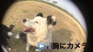 『空間ブレ補正👀犬目線でボール遊び』SONY AS300 ボーダーコリー【犬バカ日記】