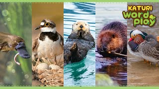 * Animals that live near water * | Katuri Word Play | Learn Animals | Animals for kids to learn