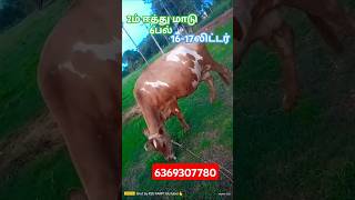 அதிக கரவைத்திரனில் செவலை சட்டைல ஜெர்சி சினை மாடு #jersycow #cowfarm #jersey #hfjersy #cow #dairyfarm