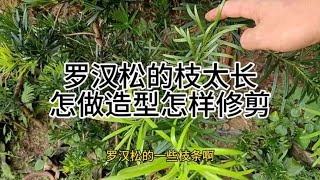 罗汉松的枝玉叶太长怎样做造型和修剪How to shape and prune the branches and leaves of Podocarpus that are too long