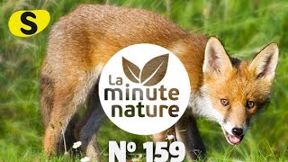 5 IDÉES REÇUES SUR LE RENARD (No 159)