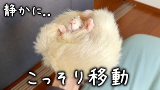 The owner wants to go to the toilet. Move your ferret gently