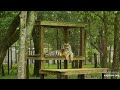 new planks on platform are dutchess approved. dutchess tiger at big cat rescue.