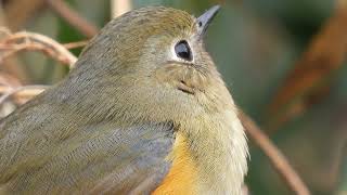 2022 野鳥(N0-81)4Kルリビタキさえずり♀超拡大版 (N0-81) 4K Himalayan Bluetail Chirping ♀ Super Enlarged Version