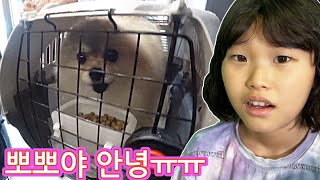 뽀뽀야 안녕! 잘지내야 해~반려견과 헤어져야 하는 라임! 라임튜브 I have to break up with my dog