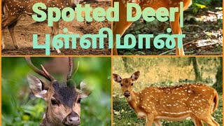 புள்ளிமான்| #Spotted Deer@Rittu\u0026RihaYoutubeChannel