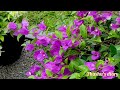 බෝගන්විලා වගාව ගැන හරියට දැනගමු boganvila gardentips mygarden