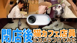 猫カフェ店員にだけ見せる猫たちの姿が愛おしい...