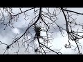 tillandsias and spanish moss epiphytes