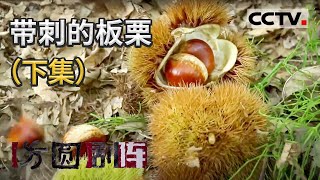 《方圆剧阵》带刺的板栗（下集）20210215 | CCTV社会与法