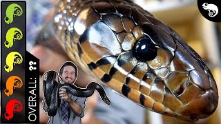 Eastern Indigo, The Best Pet Snake?