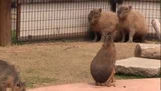 カピバラ　（赤穂海浜公園篇）頑張れカピバラ兄弟①