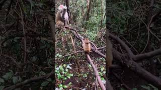 So Adorable Monkeys #Monkey #babymonkey, #animals, #Soadorable #ASMR, #Shorts #BeeLeeMonkeyFans 108