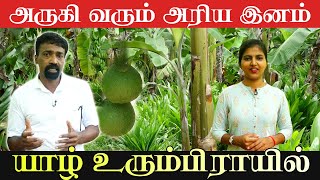 அருகி வரும் அரிய இனம் யாழ் உரும்பிராயில் | ஊர் வாசனை