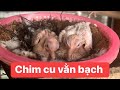 Chim cu vằn bạch sinh sản  @Sangle123  ( Video 86 )