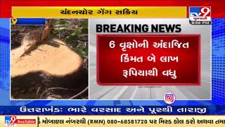 Junagadh: 6 sandalwood trees chopped and stolen from Girnar forest| TV9News