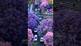 Kunming Jacaranda Theme Park Colorful Flowers City 昆明市蓝花楹主题公园 #chinatravel #nature #city