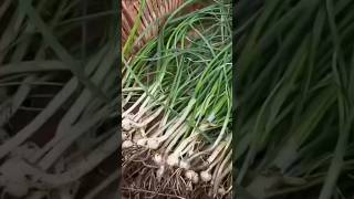 Harvesting wild small onion #garden