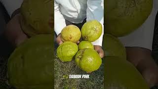 Taiwan Pink Guava #taiwanpinkguava @SubedarFarmingGuru