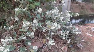 White Arakha Flower, Holy tree of Hindus