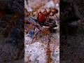 Red ants attack spider