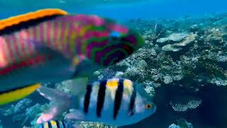 সমুদ্রের রঙিন মাছ।The colourfully Ocean fish.‎@arnabbiswas8480 #ocean #fish