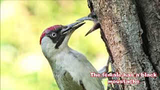 Green Woodpecker pair at nest hole in Warblington cemetery