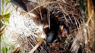 Great myna bird brings blue worms to feed babies#birds #babyanimal #nature