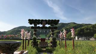 田んぼをつかった花畑　静岡県松崎町那賀