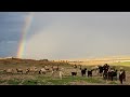 Jordan Valley Double Rainbow קשת כפולה מרהיבה מעל בקעת הירדן