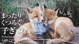 Baby Foxes: Always Together Siblings