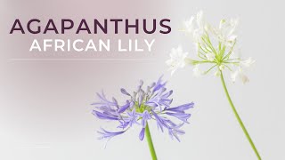 Agapanthus | Cut Flower Facts (African Lily)