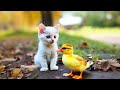 Kitten and Duckling’s Adorable Hug Moment | Tiny Paws & Hugs 🐾💛 #kitten #tiny #flyffy