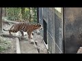 あれ！今日は出入口が開いてる！【‎2025年‎1月23日】【上野動物園】スマトラトラ